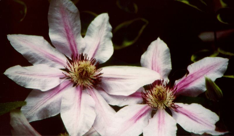 clematis