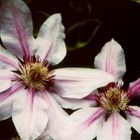 clematis