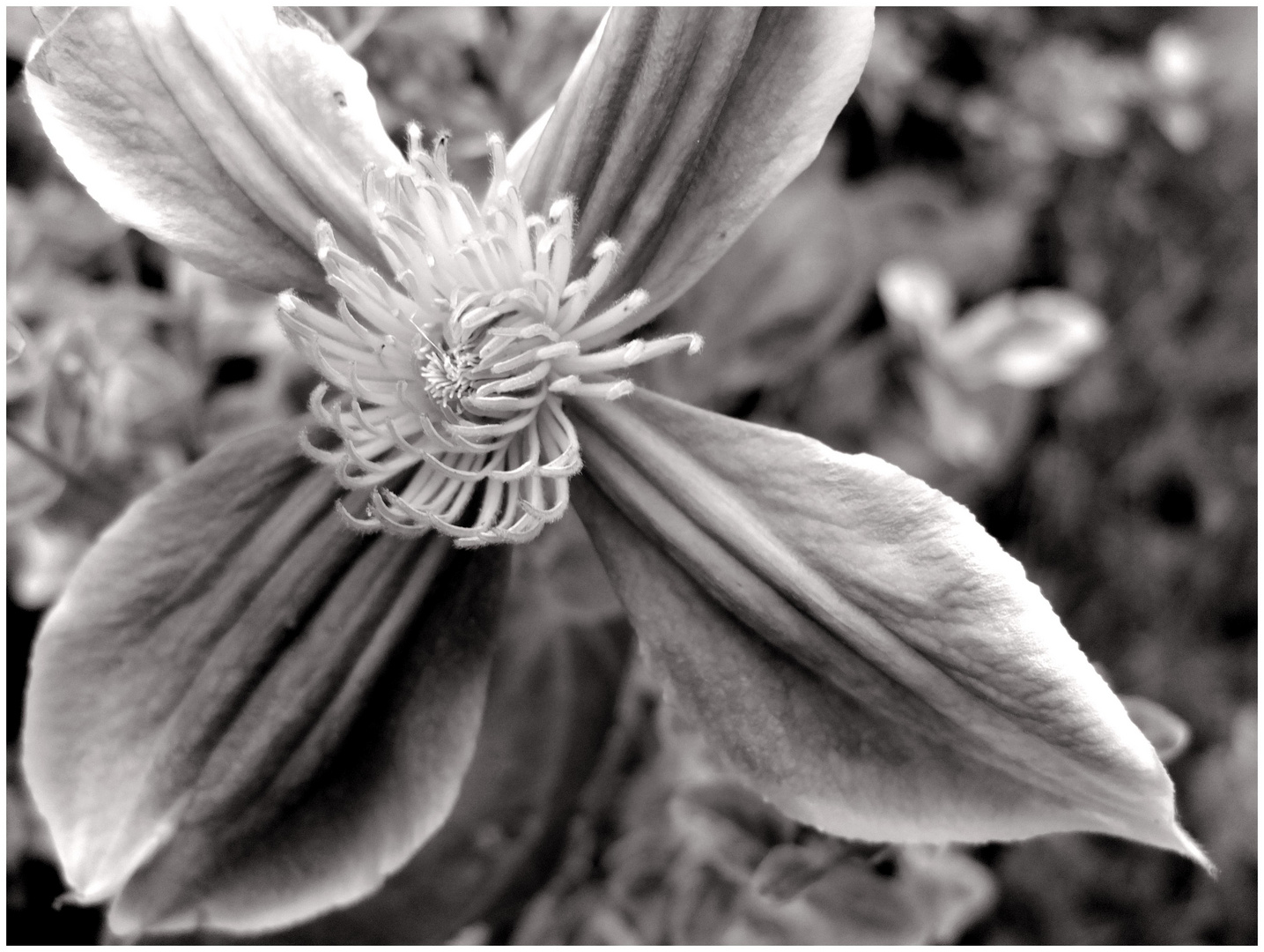 Clematis