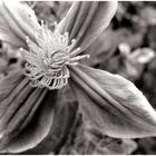 Clematis