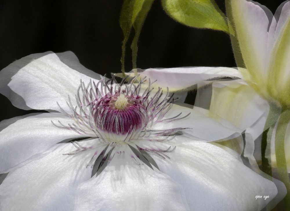 Clematis -  3D Intertlaced Bild an einem Polfilter Monitor oder 3D TV anschauen.