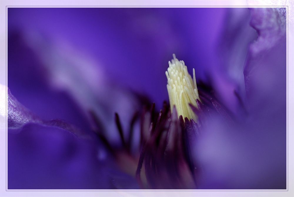 ... clematis ...