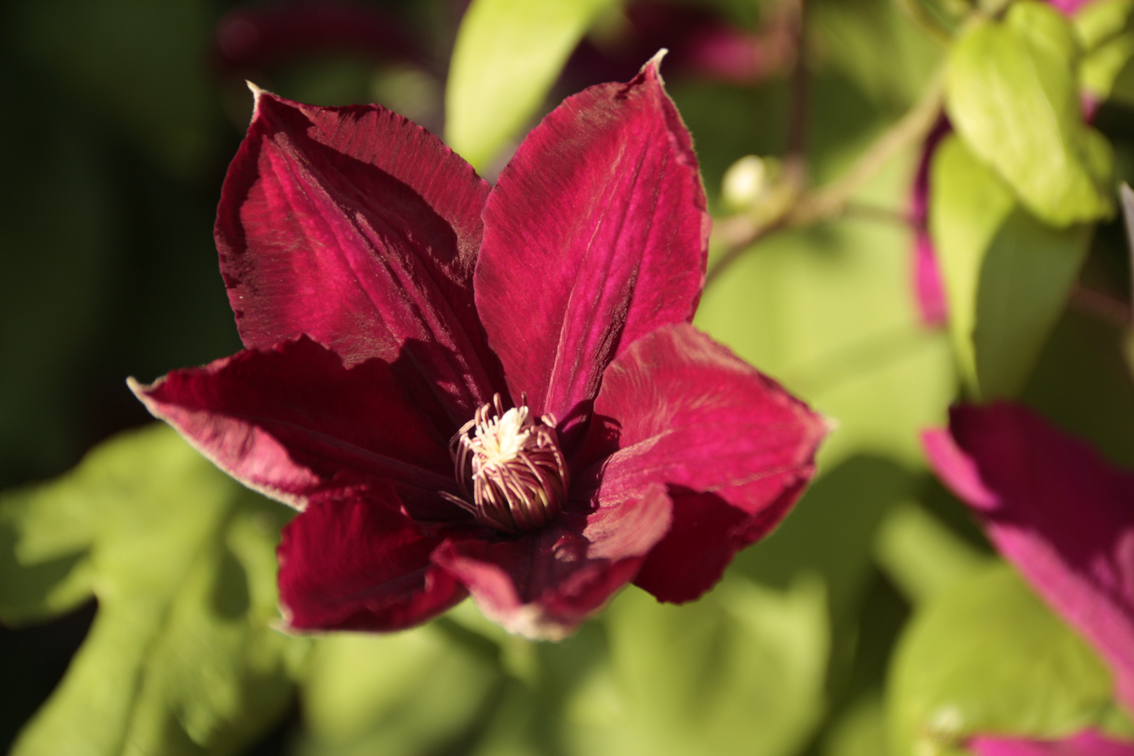 Clematis