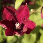 Clematis