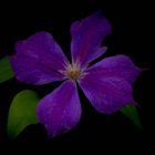 Clematis