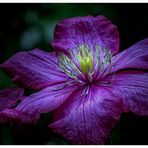 Clematis