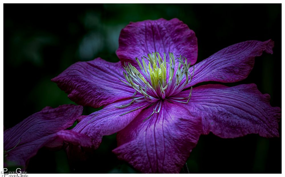 Clematis