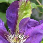 Clematis