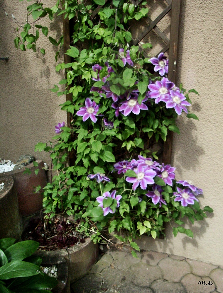 Clematis