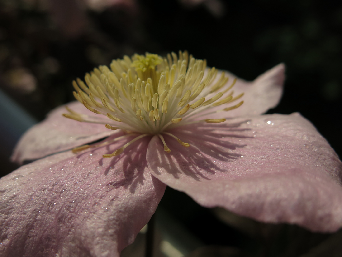 Clematis