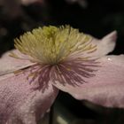 Clematis