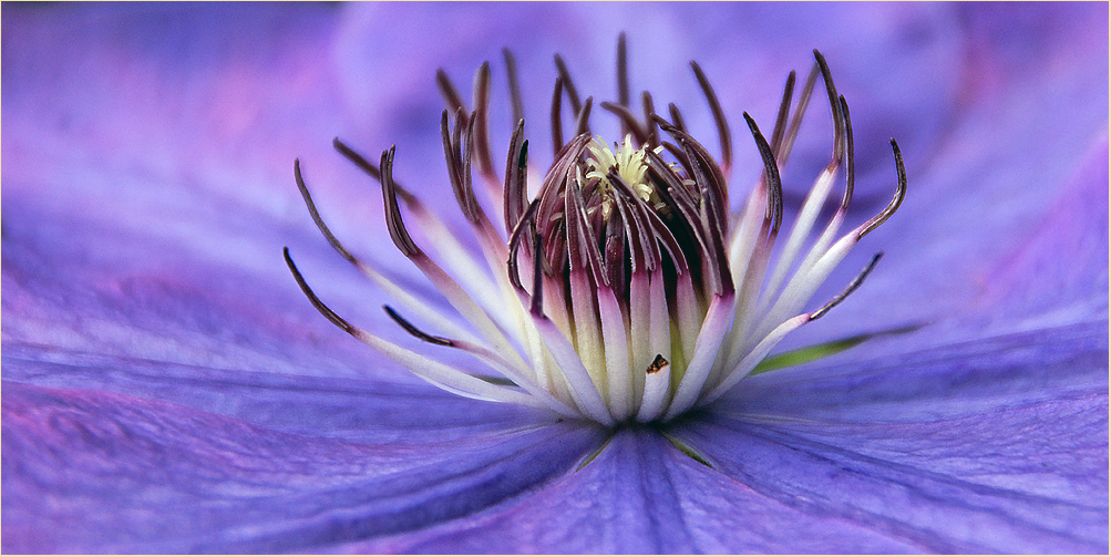 Clematis