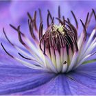 Clematis