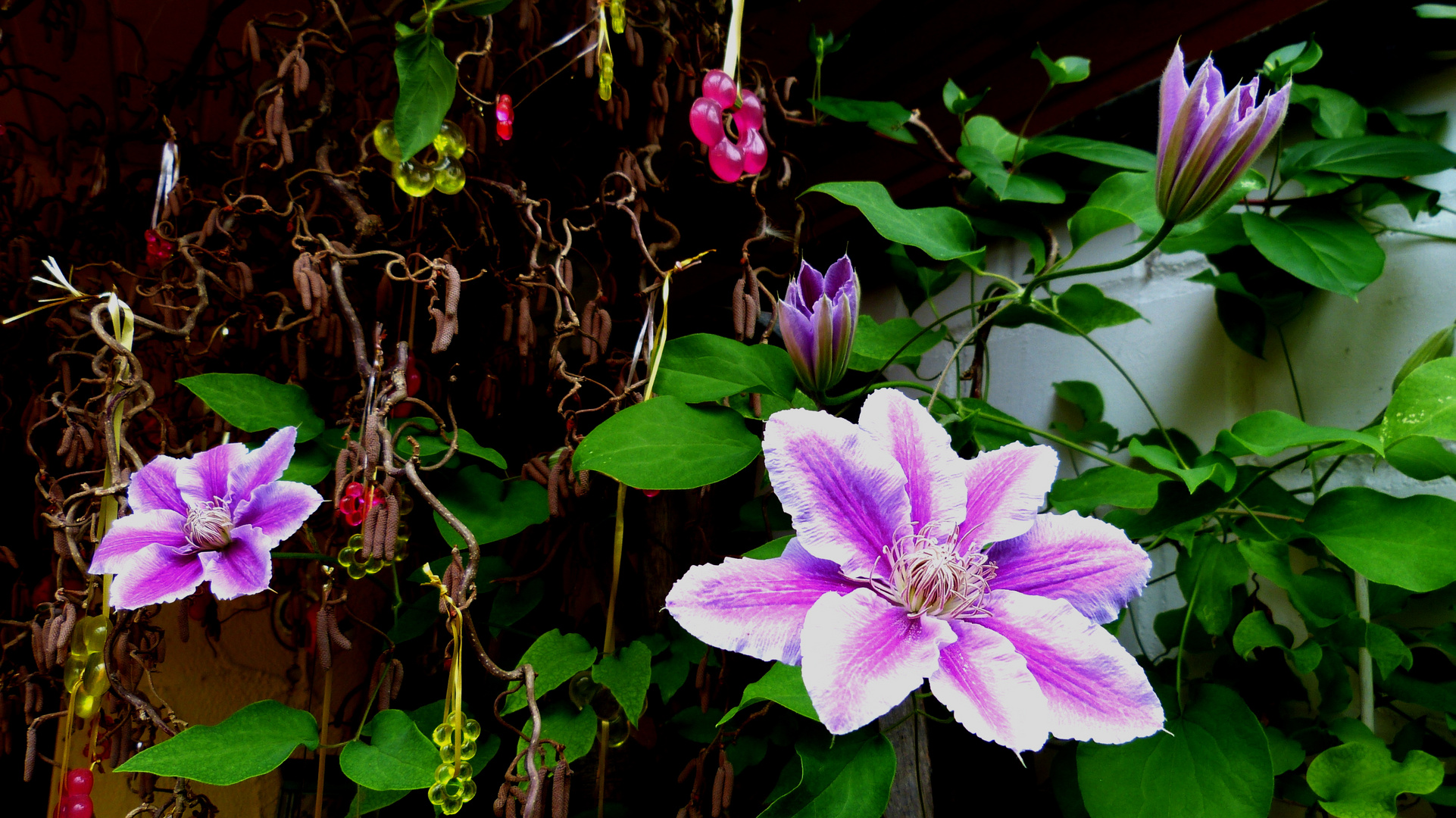 Clematis 4