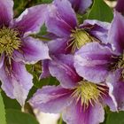 Clematis-4-