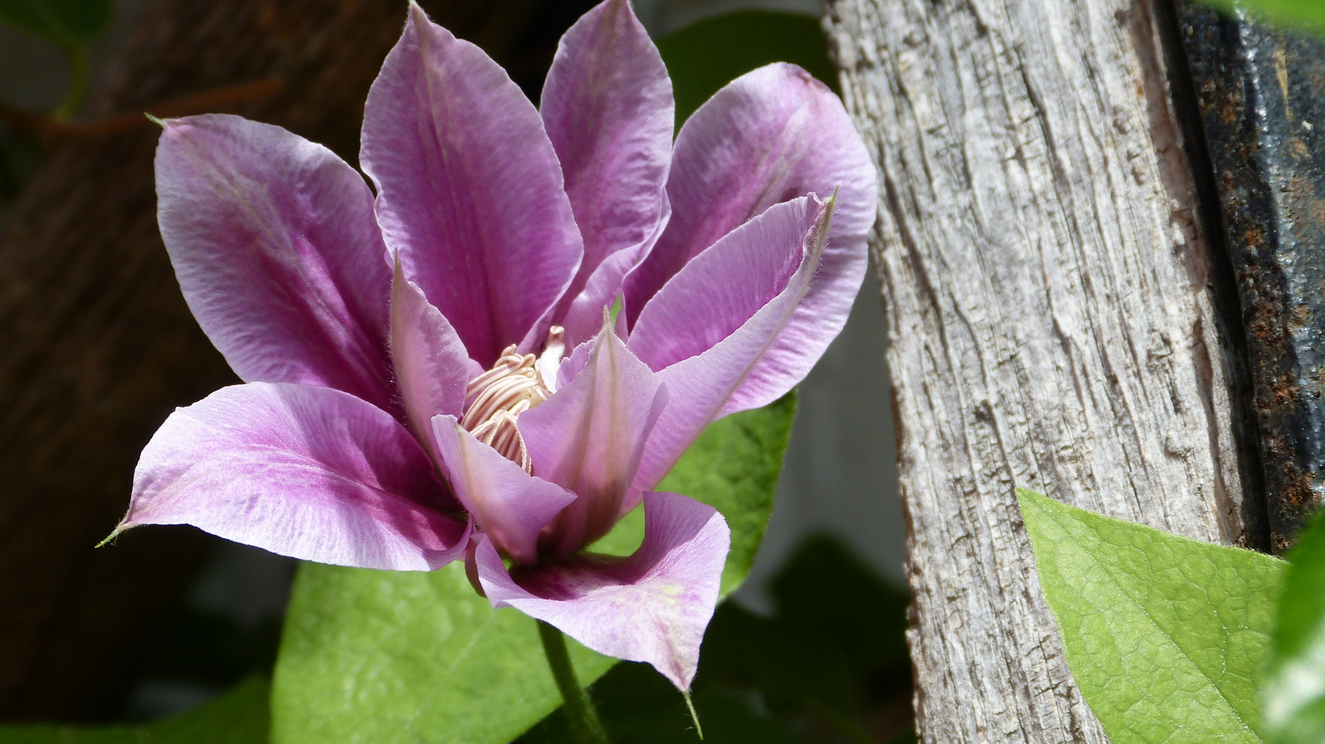 Clematis 4