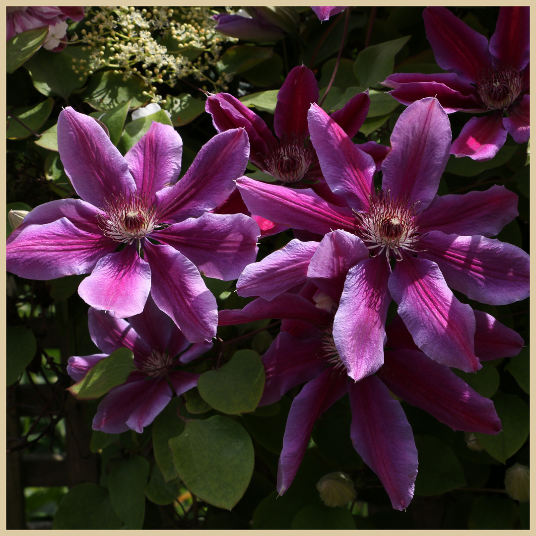 clematis 4