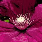 Clematis 4