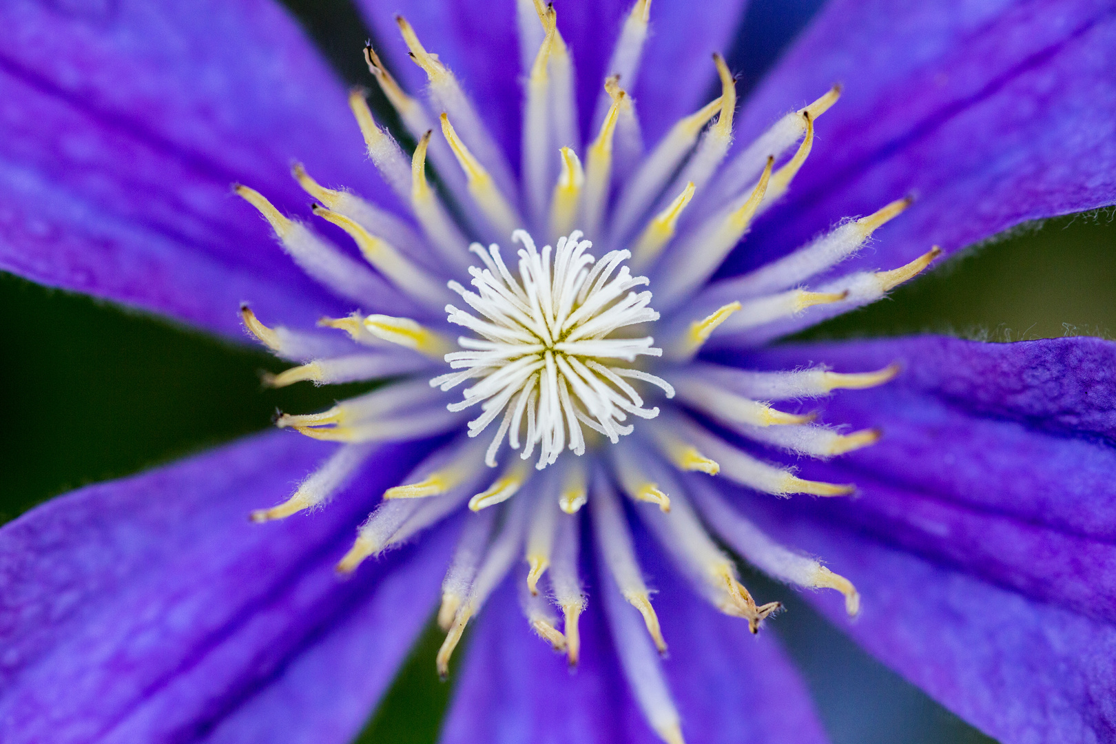 Clematis