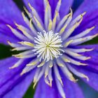 Clematis