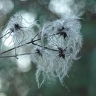 Clematis