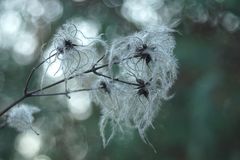 Clematis