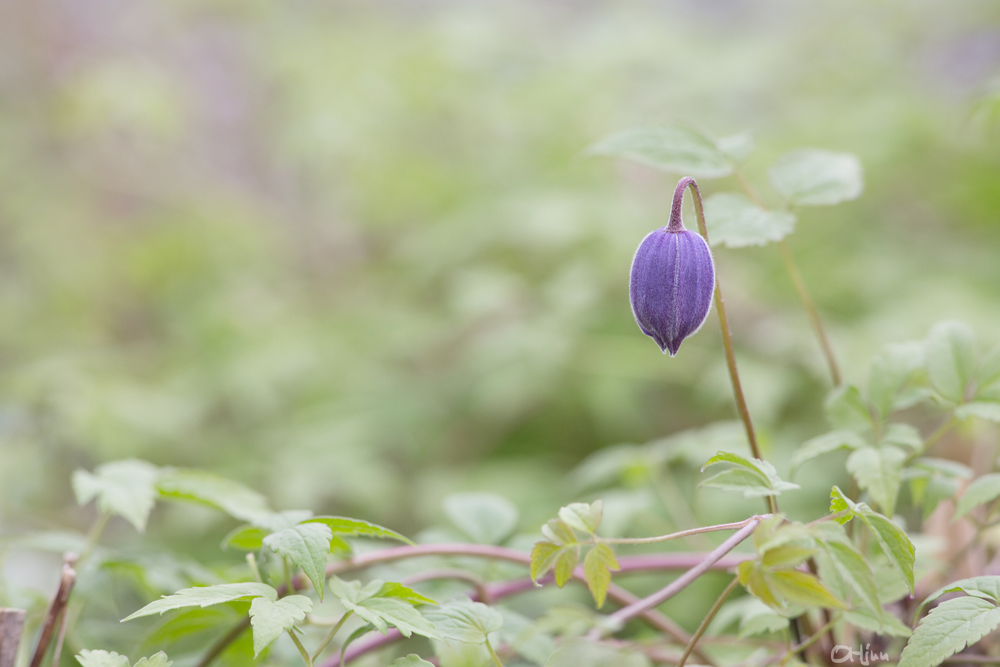 Clematis