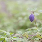 Clematis