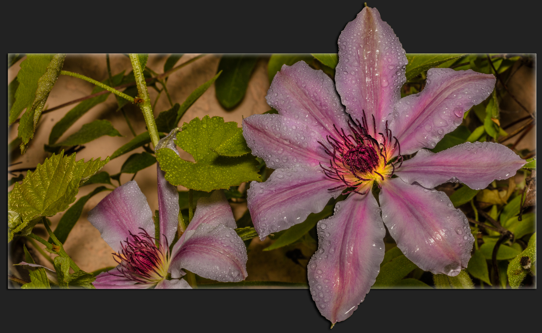 Clematis