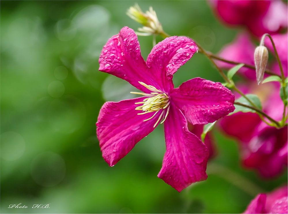 CLEMATIS