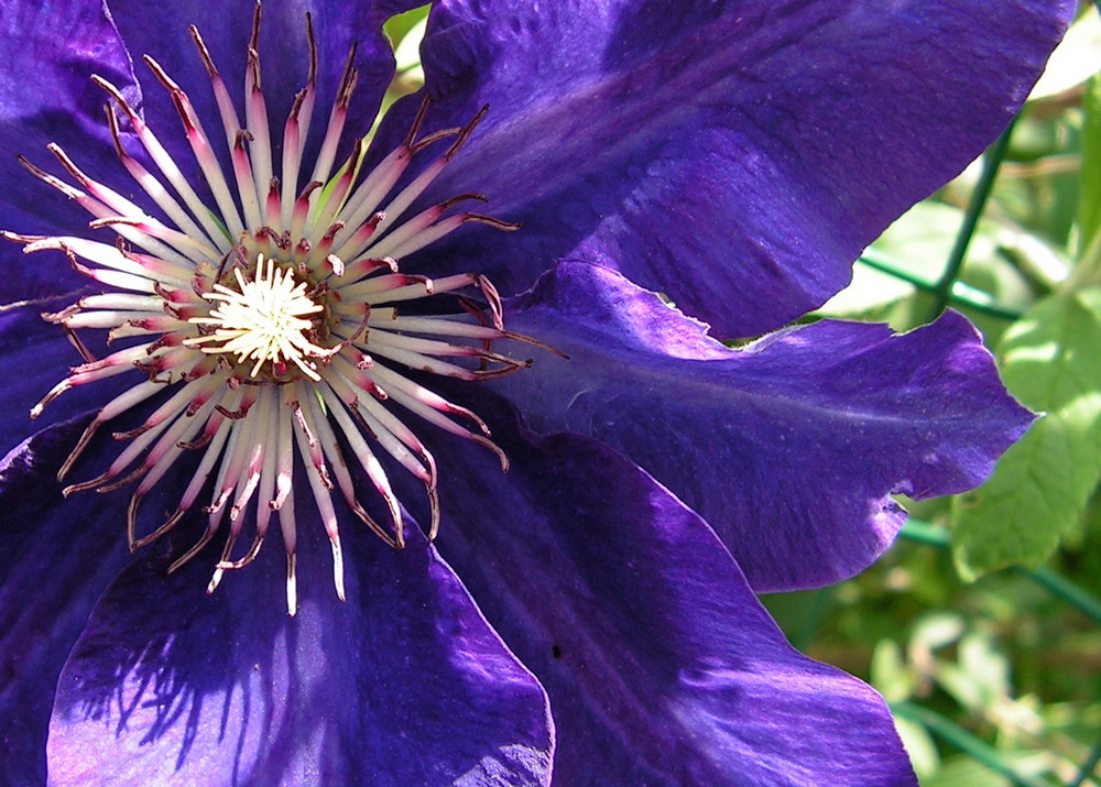 *clematis*