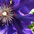 *clematis*