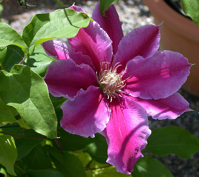 Clematis