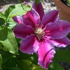 Clematis