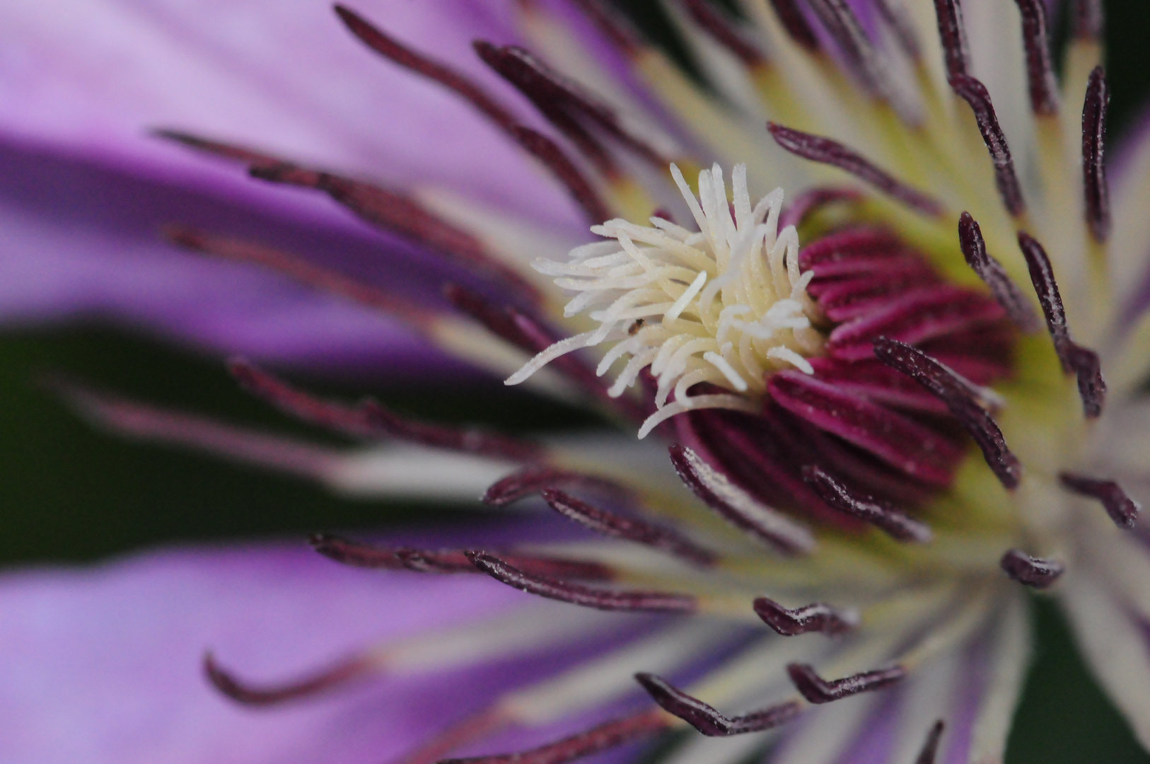 Clematis