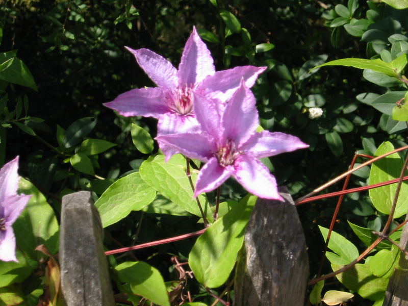 Clematis