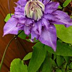 Clematis