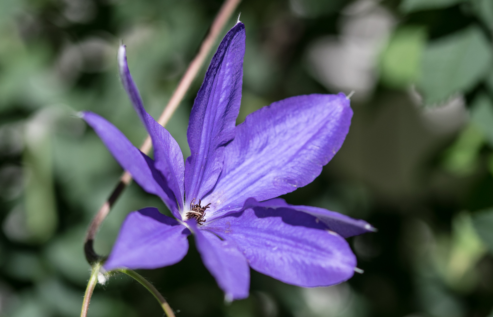 CLEMATIS