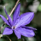 CLEMATIS