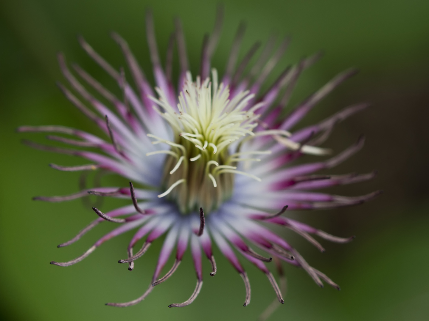 Clematis