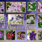 Clematis 