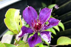 Clematis