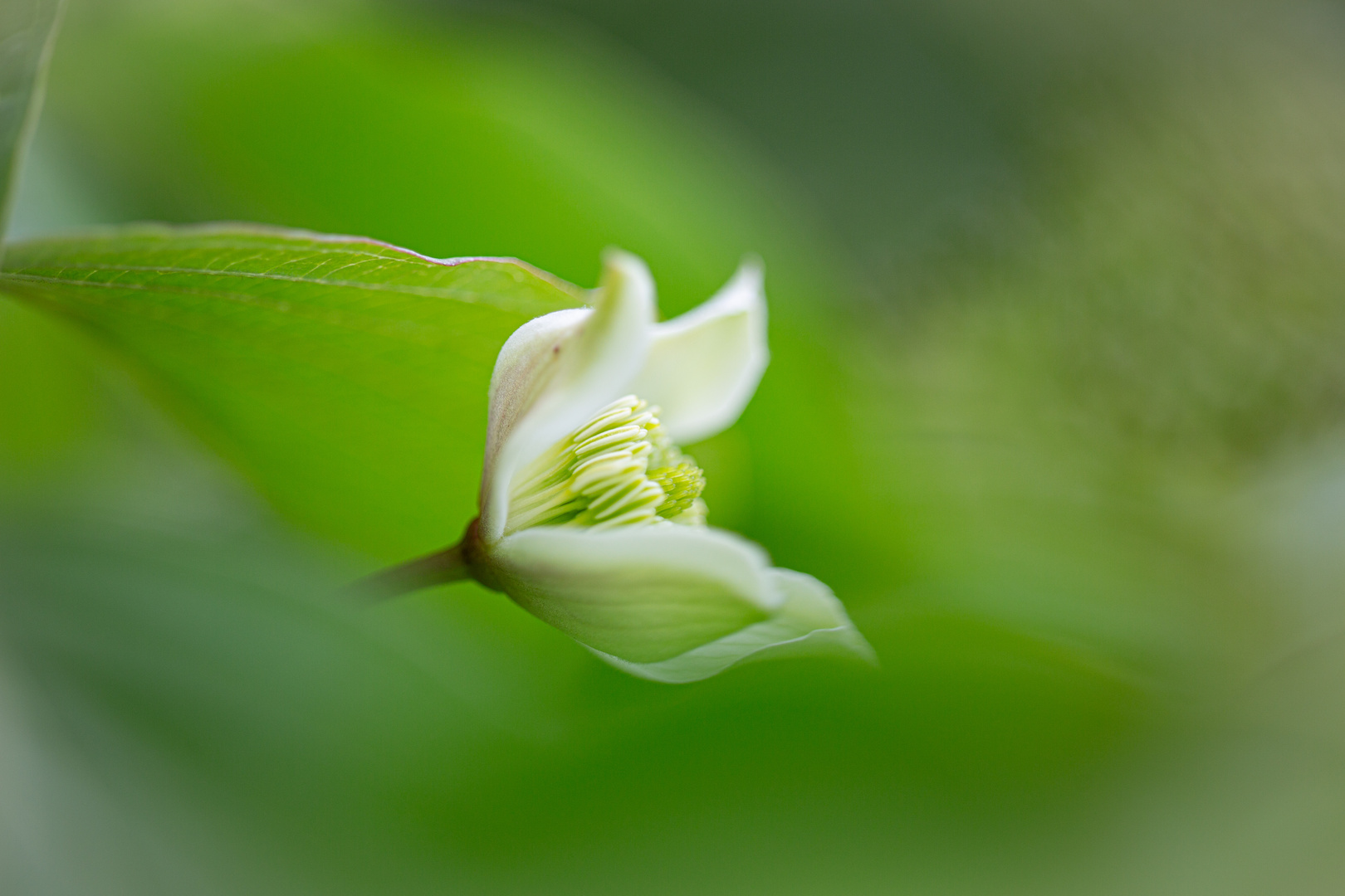 Clematis