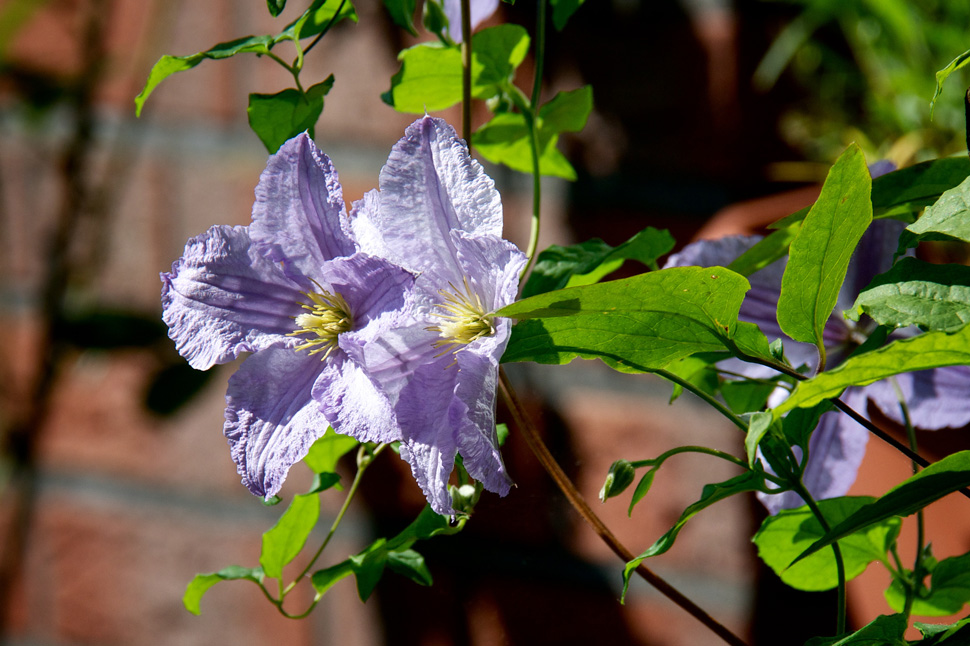 Clematis