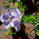 Clematis