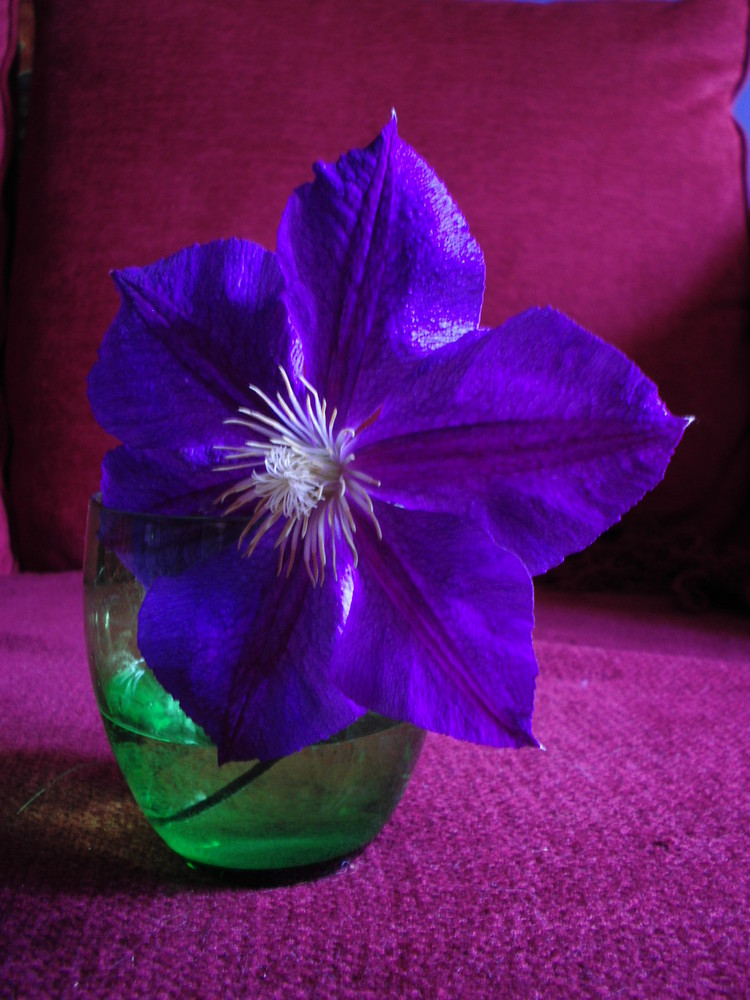 clematis