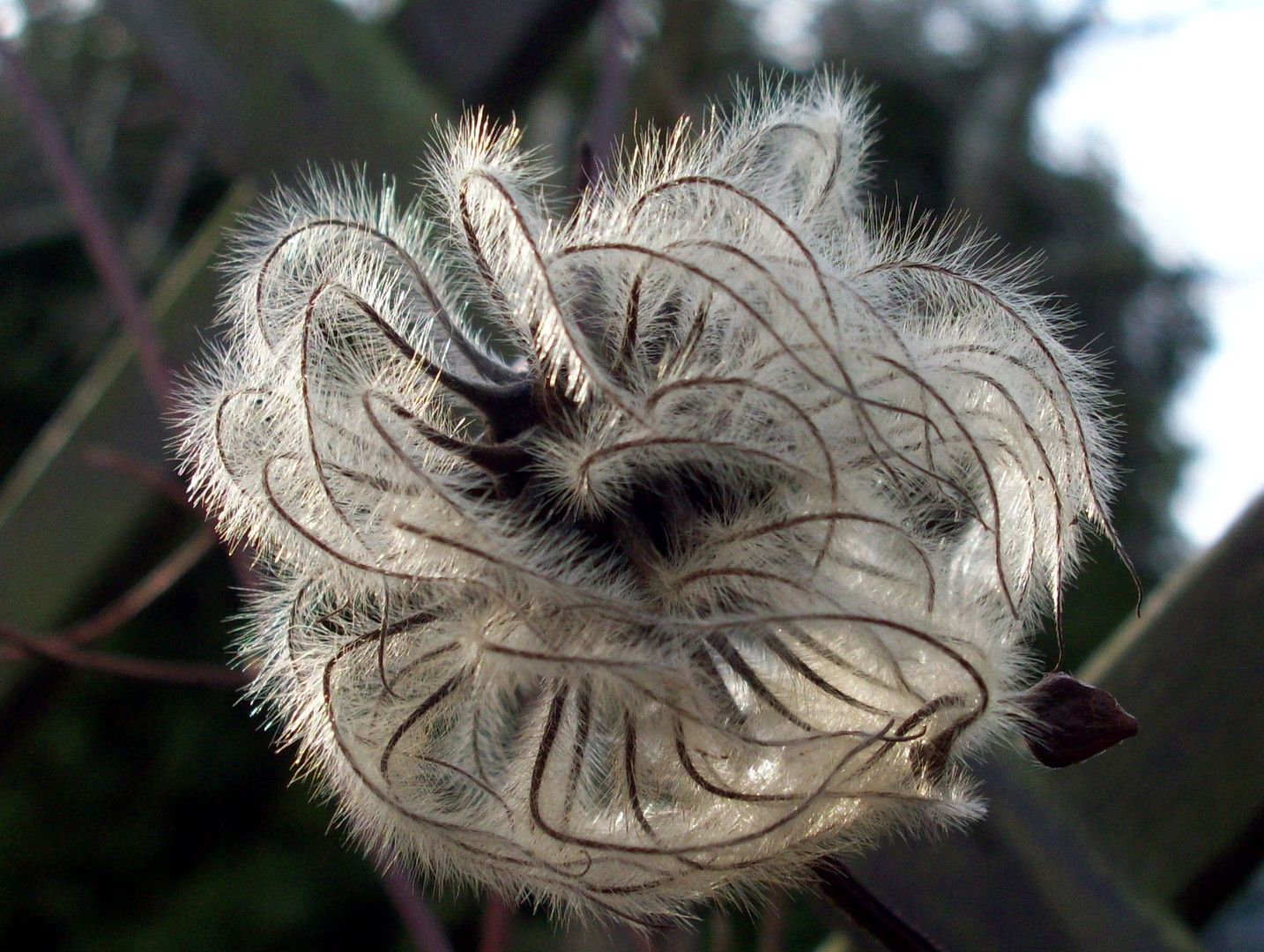 Clematis