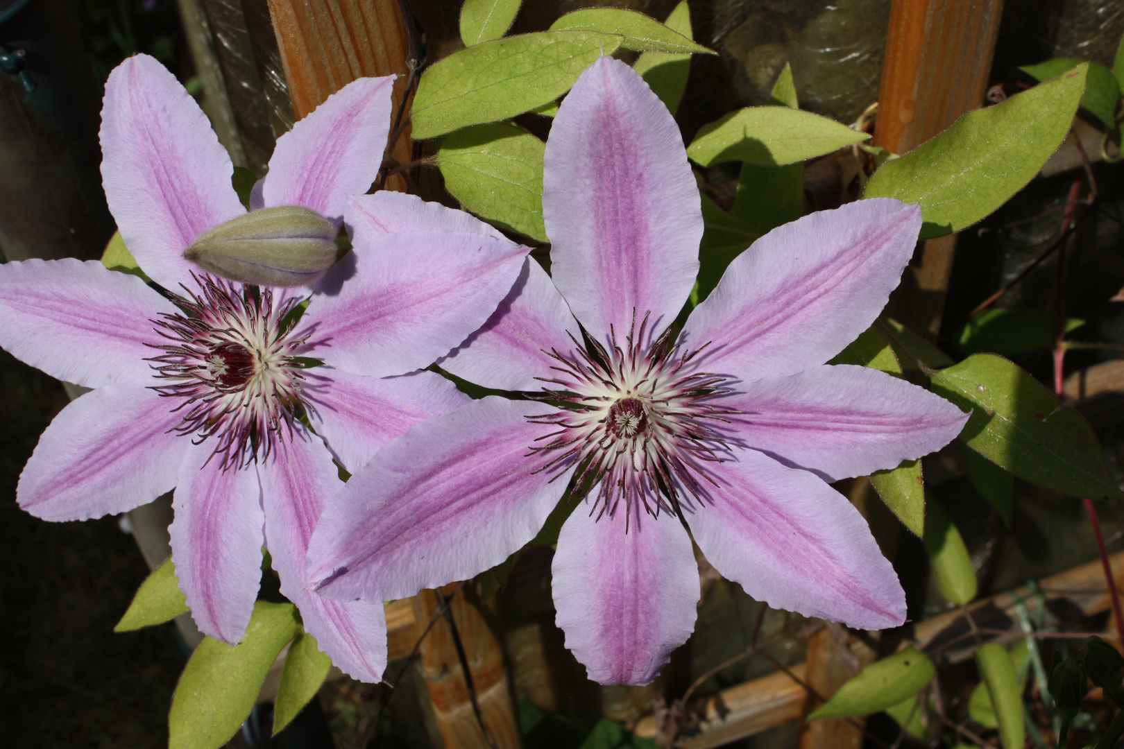 Clematis