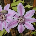 Clematis