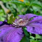 Clematis